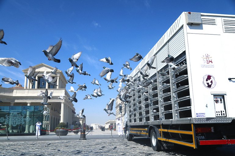 17 countries take part in pigeon exhibition at Katara