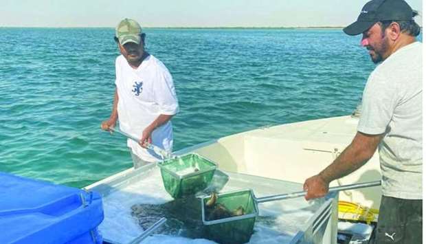 21,000 baby hamour fishes released