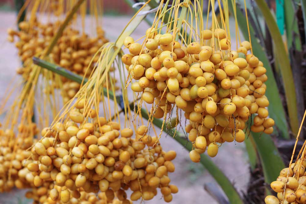 7th Local Dates Festival opens tomorrow at Souq Waqif