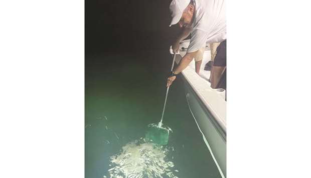 90,000 baby hamour fish released into Qatari waters