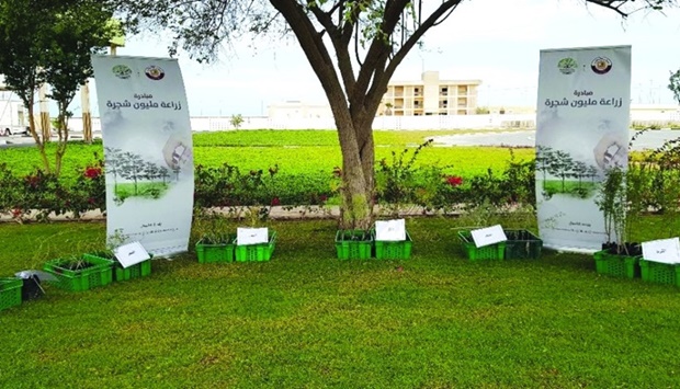 Al Shamal Municipality distributes wild tree seedlings