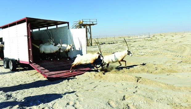 Arabian oryx herd released at Sealine Protectorate