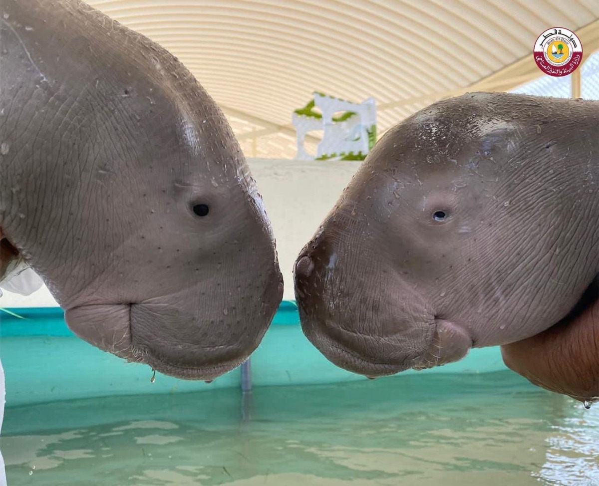 Baby dugong rescued in Qatar; named 'Oscar' by Ministry