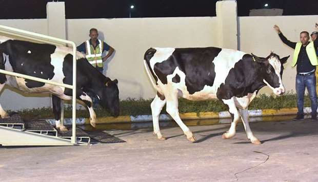 Batch 2 cows to fly-in this month, number to reach 4000 by August