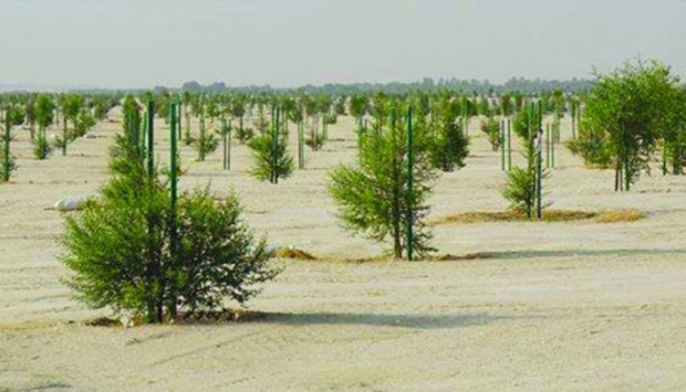 Biggest man-made forest in GCC coming up in Qatar