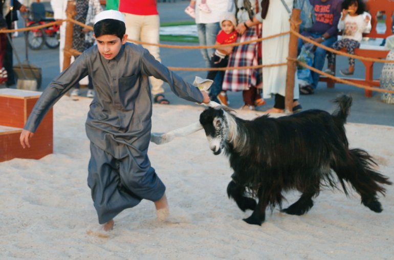 Cattle vie for top spot today at Halal Qatar Fest