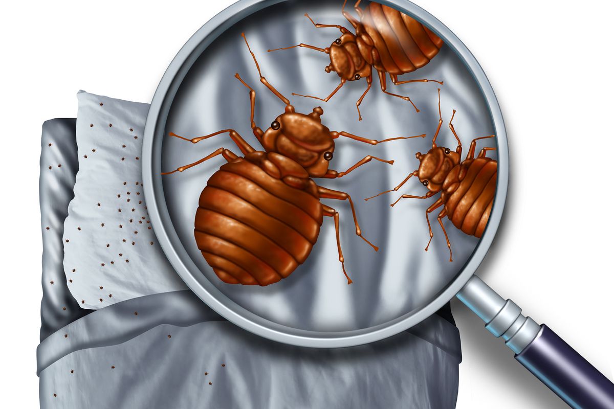 Home remedies to get rid of the Bed Bugs Menace