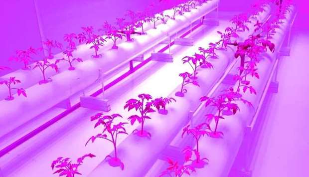 Horticultural LEDs: promising new light for growing vegetables
