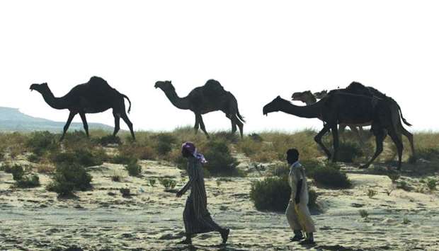 Hundreds of camels die after forced Saudi eviction