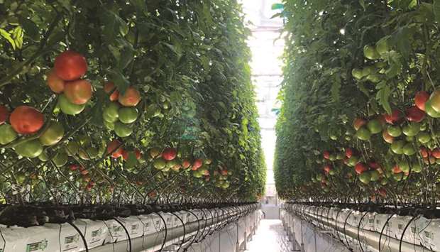 Hydroponic cultivation records high yield
