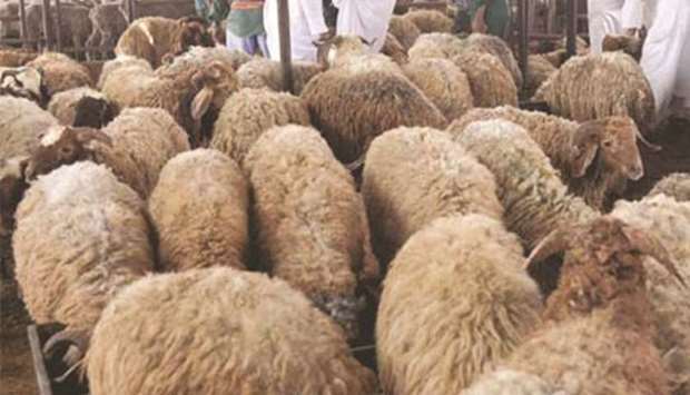 Local livestock suppliers ready for Eid al-Adha peak demand