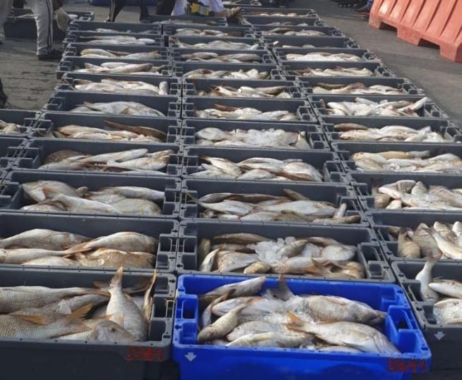 Ministry acts against illegal vendors selling fish