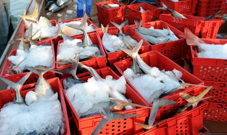 Ministry cuts prices of fish, seafood