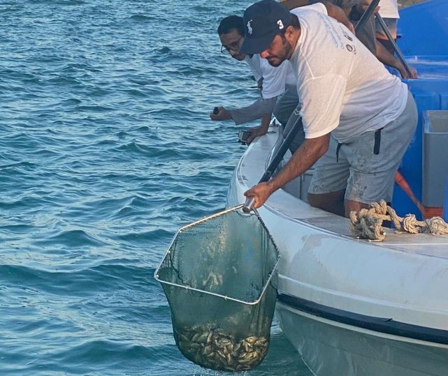 Ministry releases 35,000 sea breams into Qatari waters