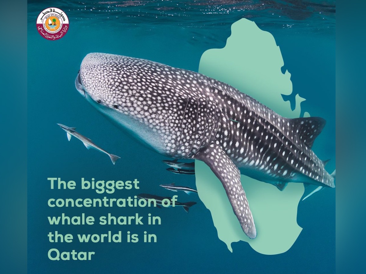 Ministry urges caution as whale shark gathering season in Qatar begins soon