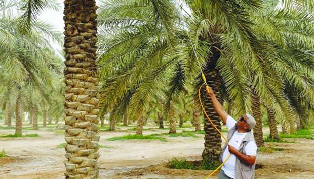 Protection efforts see palm trees number reach 1mn