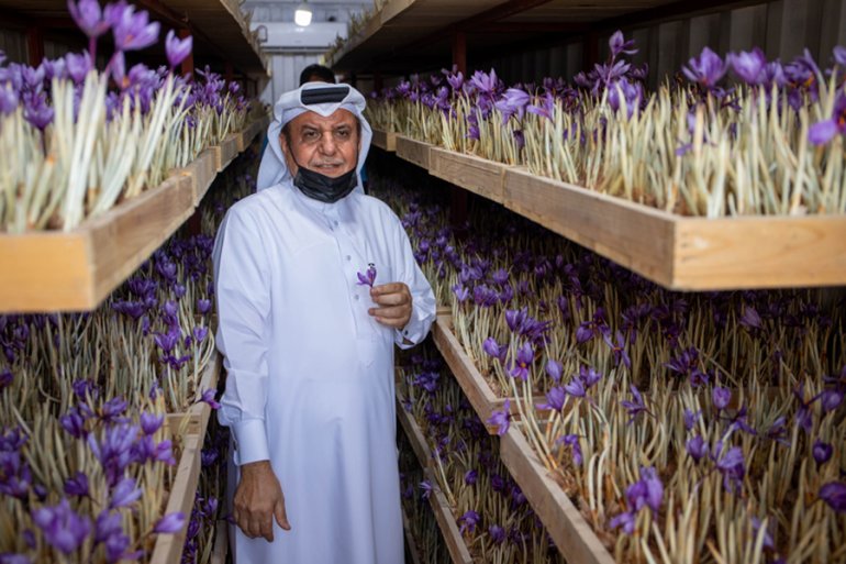 Qatar farm starts harvesting saffron for first time