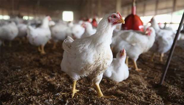 Qatar free from bird flu: health ministry