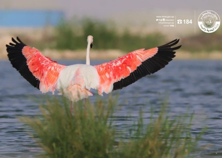 Qatar is 'stopover' site for around 300 bird species