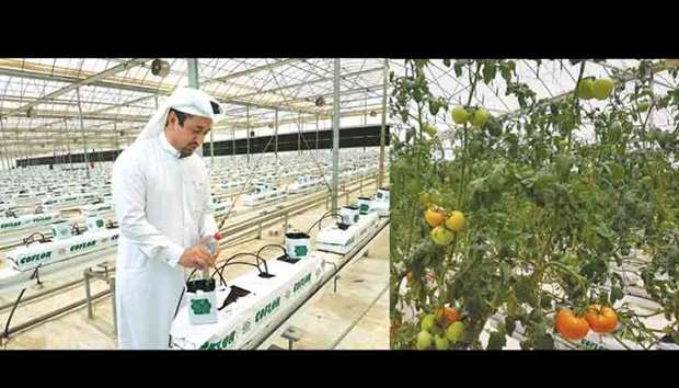 Qatari advocates investment in local agriculture