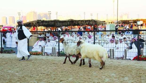 Sheep sold for QR250,000 at Halal Festival