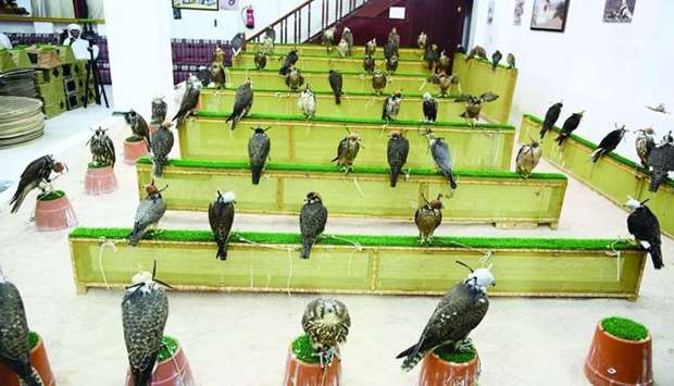 Souq Waqif falcon shops see demand soaring