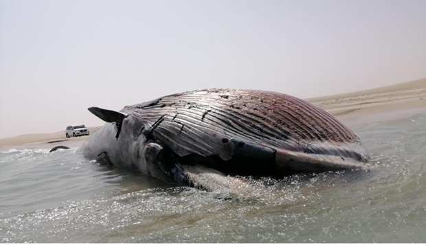 Starvation caused the death of whale found at Sealine: Ministry
