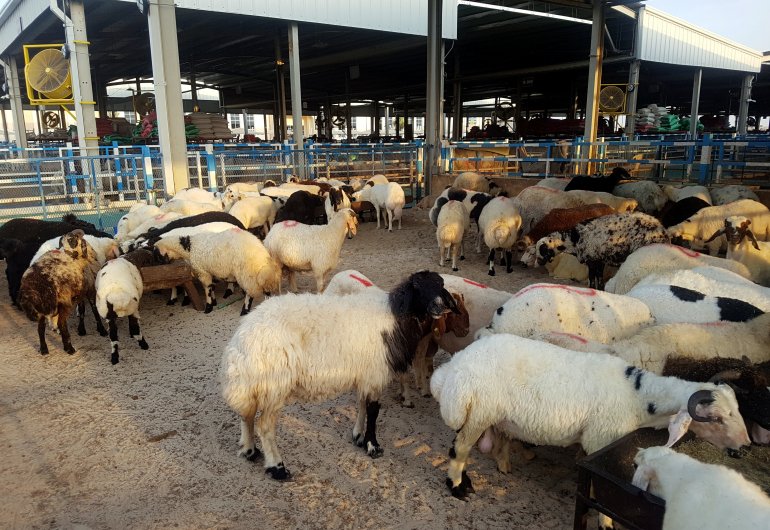 Strategic Food Security Projects boost livestock sector