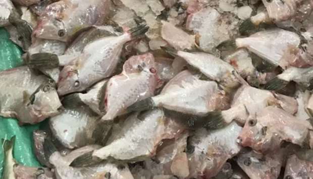 Unfit to consume: 60kg of fish destroyed