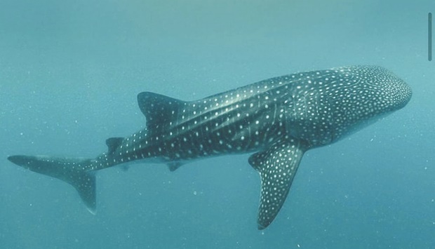 Whale sharks gathering observed: MoECC